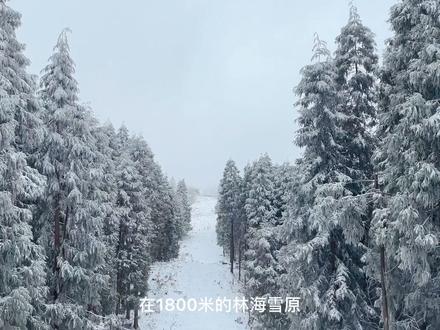 小众赏雪徒步,遇见重庆的“雪国森林”。#南方孩子看见雪 #你好2022 #重庆美好推荐官 #徒步 @DOU+小助手