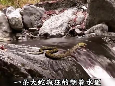 一条大蛇疯狂的朝着水里吐出毒液! #狂蟒2温泉山庄 #云菜短剧 #抖音新番短剧计划 #因为一个片段看了整部剧 #短国的夏天