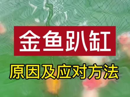 金鱼趴缸原因及应对方法#金鱼 #兰寿 #兰寿金鱼 #养鱼日记