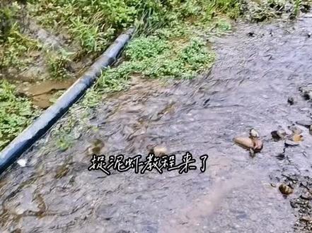 由于泥虾快递存活率不高,所以捉泥虾教程出来了,远方的钓友学会了再也不用担心没泥虾用了#泥虾 #赤尾饵料 #石胡子饵料#盘车溪流钓