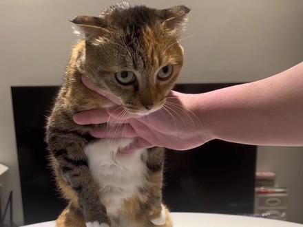 方言版识物😺猫生中最长的五分钟!
小猫猫你低头往前冲吧!#三花猫 #彩狸 #狸花猫能有多聪明