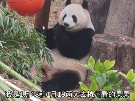 #大熊猫香果 杭动不发公告我们焦急,发了公告心都要碎了,肠扭转算是比较严重的肠梗阻了,而且按照我去的时间19号状态那么好,20号出问题应该是急性的,我特别去看了一下肠扭转的科普,及时干预的话治愈率很高。熊猫物种因为她的珍贵和稀有,没有很多的临床试验数据,导致真的大熊猫生病了,医生们只能靠经验判断,但是兽医基本没有熊猫救治机会,人医对熊猫的内脏分部各方面也不熟悉,术后护理期才是关键,今天杭动能发公告说明果果目前状况应该是稳定的,我们能做的就是一起为果果祈福,我相信杭动以前能拼命的救成就,现在也会拼命的救果果的,果果一定要加油