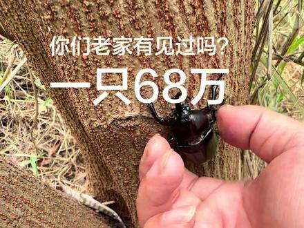 独角鹿角天牛#独角天牛