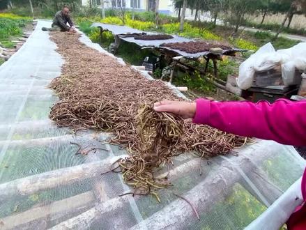 东北这种纯天然的山野菜,用这种程序晒干100多一斤,口感非常棒 #双鸭山 #山野菜 #山野菜微菜 #东北山野菜