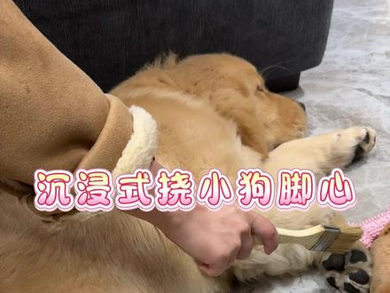 有姨姨们爱看!这真不能怪我咯!#不养狗不知道养狗的乐趣 #动物的迷惑行为 #挠小狗脚心 #金毛