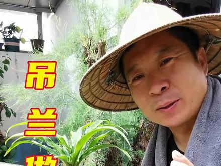 吊兰又到做高提根的时候了,人家的吊兰提根了没有?#吊兰 #盆景制作#园艺 #爱生活爱养花 #金枝玉叶造型