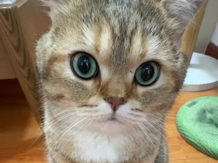 小猫咪放鸡蛋屁!#金渐层 #齿一生 #齿一生洁齿气炮