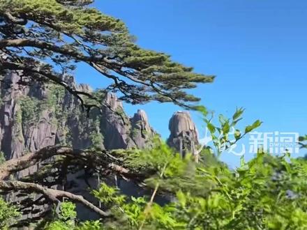 黄山迎客松开花 千年古松身披“黄金甲”