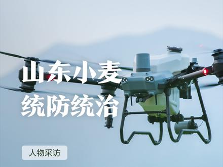 用大疆T50给小麦统防作业如何?来听听老飞手怎么说~#大疆农业新农人 #新农人计划2023 #智慧农业