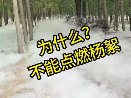 为什么不能点燃杨絮? #科普一下 #杨絮满天飞 #内容启发搜索