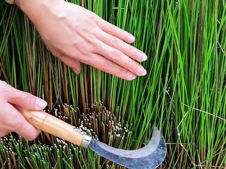 灯芯草,古人用来点油灯的一种植物,你了解它吗? #植物科普 #涨知识 #内容启发搜索