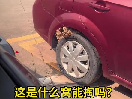 那些不能掏的窝!可长点心吧! 别见就掏啦!#户外探险 #动物科普 #科普一下