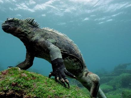 “哥斯拉”的悲歌:善良换不来生存,海鬣蜥为何难逃灭绝? #哥斯拉 #海鬣蜥 #保护环境 #动物世界 #保护野生动物 加拉帕戈斯群岛的海鬣蜥,堪称现实版“哥斯拉”——看似凶猛,实则温顺,以海藻为食,是能适应海洋生活的蜥蜴。它们能在冰冷海水中潜水30分钟,却常遭雀雕驱赶、海狮戏弄,甚至因体温流失而丧命。为代谢盐分,它们演化出喷盐的独特技能。尽管生存艰难,它们仍无私供养其他生物:红蟹啃食其死皮,鸟类啄食其体表寄生虫。它们甚至以“绅士决斗”争夺领地,败者坦然退场。然而,这一存活200万年的古老物种,近几十年数量锐减70%,成为生态脆弱的缩影。它们的生存困境,折射出自然界对善良者的残酷,也值得人类反思。