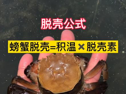 螃蟹脱壳=积温(乘以)脱壳素的累积。最原始的脱壳工式。能帮助很多不退壳、黄壳蟹多、脱壳不整齐、脱壳不遂的池塘。