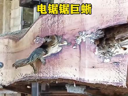 三哥锯木头,居然能锯出各种生物。#真实户外 #野生动物零距离