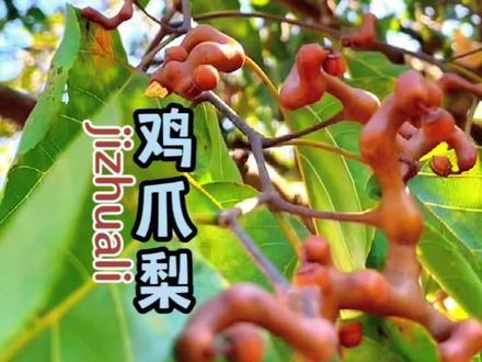 “鸡爪梨”它叫:枳椇,是我们最古老的水果之一,用它来泡酒,味道好极了!#老表在农村 #纯天然绿色食品 #你的家乡有这种植物吗 #属于秋天的颜色