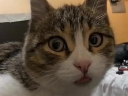 来一版不一样的空空吧,😘😘😘#可爱的小猫