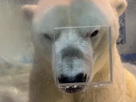 贝贝:有时候熊是真的熊,但人是真的……#大连圣亚海洋世界#北极熊#搞笑#元宵节吃元宵