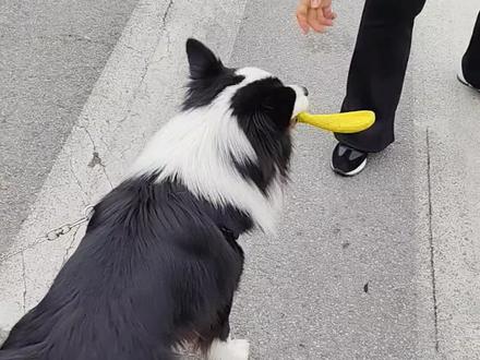 服务区的一场恶战#战斗 #汪星人#狗狗