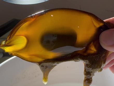 孵化鲨鱼卵,这次应该没问题了吧#鲨鱼卵 #神奇动物在抖音 #动物世界