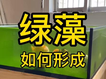 绿藻如何养成?请在所说的几个条件间去找平衡。#绿藻 #金鱼 #水族 #兰寿