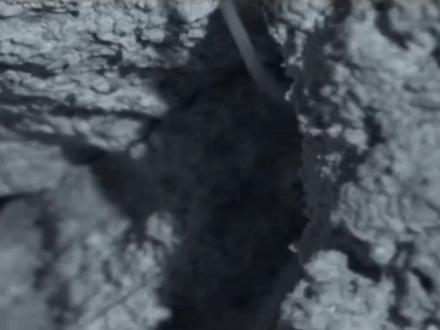 这种洞穴里的蜈蚣,居然捕食蝙蝠为生——《林下生命》#探秘 #昆虫