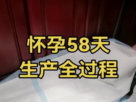 #泰迪生产全过程 2个半小时4小只。母子平安,签收平安圣诞🐶宝宝啦🎄你们的礼物🎁🈶收到嘛