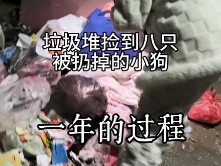 八小只与我一年的变化;我们的故事才刚刚开始 #八小只