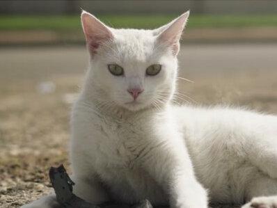 白母猫和公橘猫生出了一只黑公猫?#养猫人 #科学养宠攻略 #宠物知识 #萌宠 #新手养猫 #是宠物更是家人