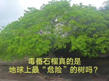 毒番石榴真的是地球上最“危险”的树吗?