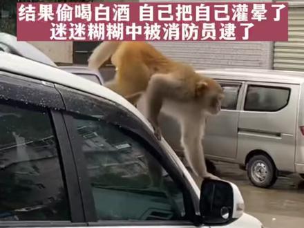 湖北省恩施州鹤峰县,猕猴跑进县城调皮捣蛋,结果偷喝白酒,自己把自己灌醉了……#湖北dou知道 #这操作都看傻了 @抖音小助手 @DOU+小助手