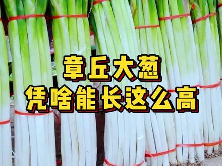 中国大葱之乡——山东章丘的大葱,凭啥能长这么高?#农业 #山东人最后的倔强 #大葱 #山东章丘 #新农人计划2022 @抖音小助手