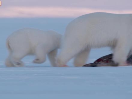 当北极逐渐变暖后,生活在这片极寒之地的,北极熊狩猎到底有多难 #北极熊 #北极熊抓海豹 #北极熊捕食海豹 #北极熊猎食 #动物世界