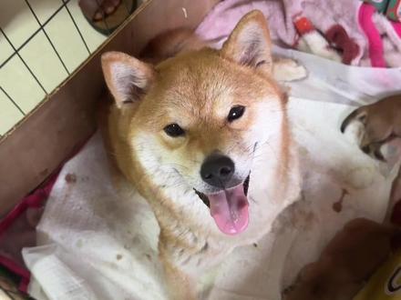 银豆生产后第一次活动, #养狗人的乐趣#柴犬#柴犬崽崽 #人狗互动游戏