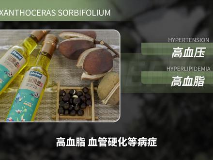 文冠果——被人们称为“中华第一果”#文冠果