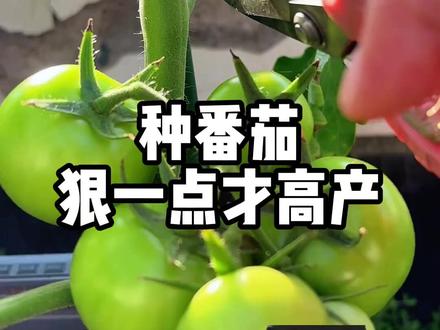 种番茄狠一点才高产#番茄 #种植小技巧 #AI