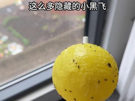诱虫球使用教程来了,记得耐心看完哦#诱虫球 #诱虫 #蚊子克星 #苍蝇诱捕器 #诱虫剂