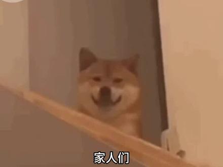 天崩开局也是被我遇到了#黎润#bot#猫箱DR-A535-316
