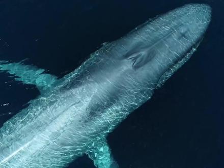地球上寿命最长的五种生物,无视年龄限制达到永生。 #科普 #动物科普 #海洋生物 #灯塔水母
