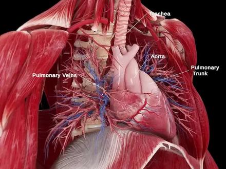 心脏是人体最强的的肌肉,你知道吗?#科普 #每日分享 #科普一下