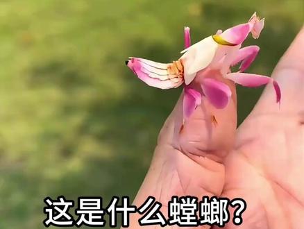 这么多种螳螂,你认识几个?抓住夏日,去大自然发现!