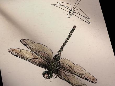 一分钟学会画蜻蜓,国画就这么简单!#国画 #蜻蜓 #国画教程 #国画花鸟@抖音小助手