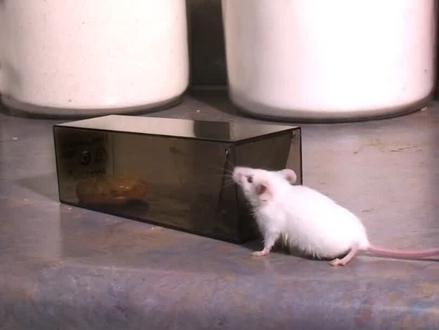 祝福神州二十一号带4只小鼠上天