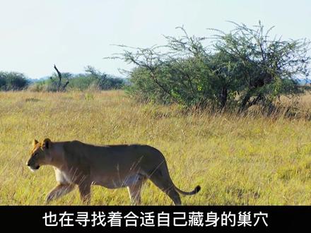 斑鬣狗好凶残,将水牛残忍掏肛,就连犀牛也不放过! #斑鬣狗 #水牛 #犀牛