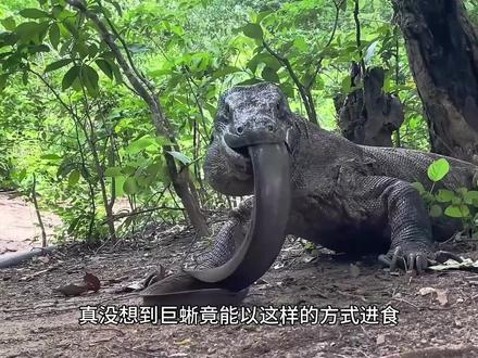 科莫多巨蜥吞食巨大电鳗,有点儿吃不消了! #动物世界 #野生动物零距离 #神奇动物在抖音 #动物的迷惑行为 #史前巨兽