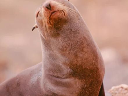 我知道这个大家很多人都知道,但是每次想到这些的时候,海狮感觉很神奇。#奇妙的动物 #动物世界