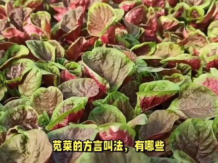 苋菜的方言叫法,有哪些? #传统文化 #知识 #老六师傅