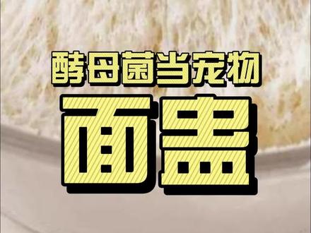 酵母菌也能当宠物:面蛊 #冷知识