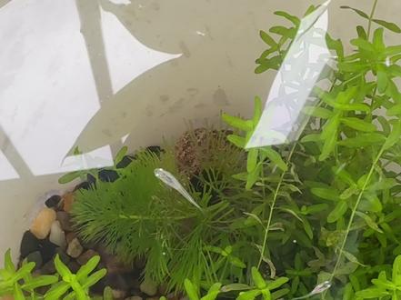 孵化观背青鳉有妙招,母鱼挂卵以后单独捞到一个水草刚里面,产卵结束把母鱼捞出,然后就不用换了,十来天就会有惊喜,接着就是越来越多的惊喜,因为本来以为就一两条,结果一天比一天多……#水草缸 #养鱼日记 #观背青鳉 #观背青鳉鱼卵