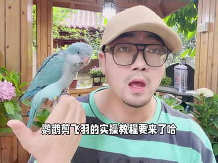 #创作灵感 鹦鹉剪飞羽实操教程。不会操作照着剪就是啦!#鹦鹉 #养鸟经验分享 #鹦鹉小白 #科学养宠攻略